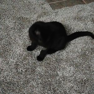 Meet your Posher, Joe